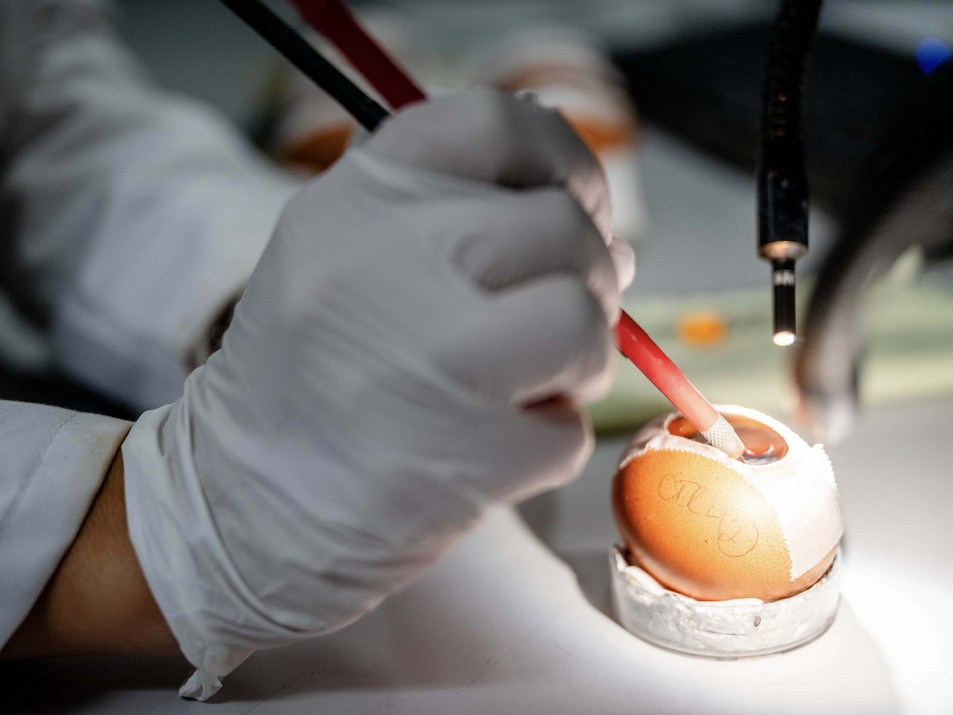 Ein Student forscht an einem Hühnerei