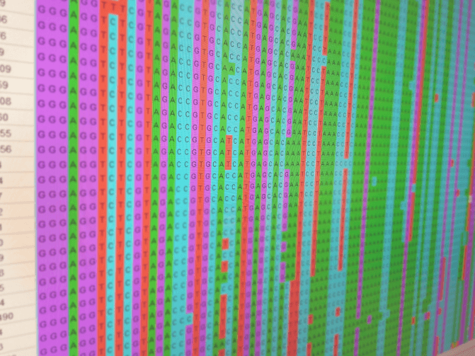 The researchers analyzed the genetic information of the virus during the acute phase of infection.