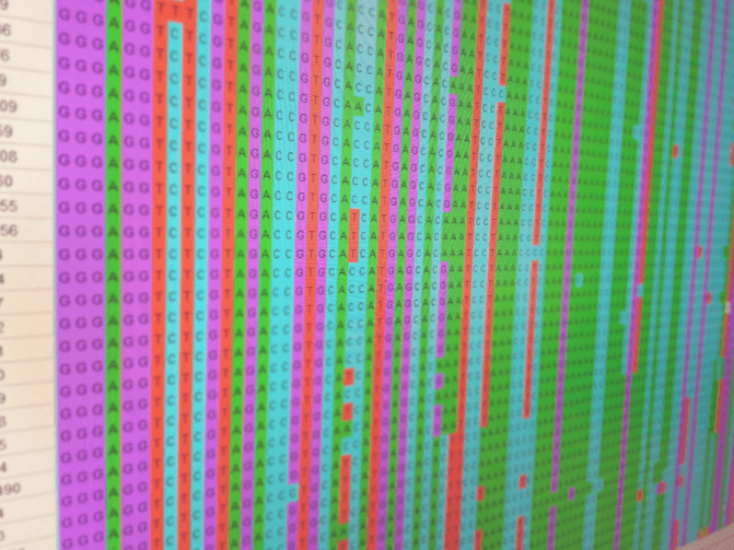 Die Forschenden analysierten die genetische Information des Virus in der akuten Infektionsphase.