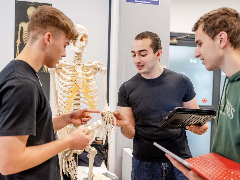 Studenten der medizinischen Fakultät der Ruhr Universität Bochum untersuchen ein anatomisches Modell